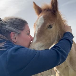 Elevage de Haflinger