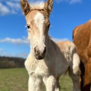 Elevage de Haflinger